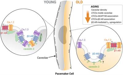 Aging Alters the Formation and Functionality of Signaling Microdomains Between L-type Calcium Channels and β2-Adrenergic Receptors in Cardiac Pacemaker Cells